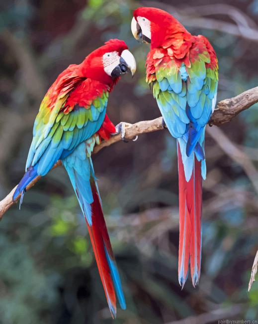 Harlequin Macaw Birds Painting By Numberss.png