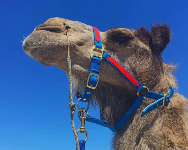 Haughty Camel Animals Painting By Numberss.png