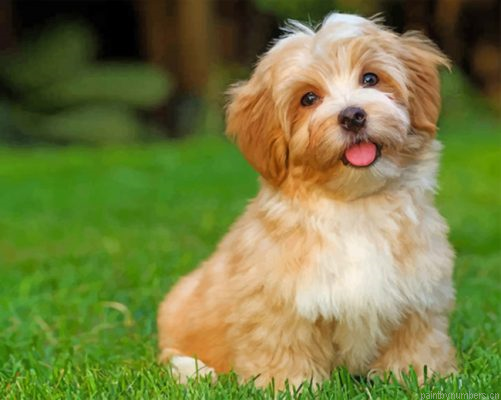 Havanese Dog Animal Painting By Numbers.png