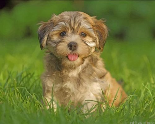 Havanese Dog Painting By Numbers.png