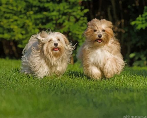 Havanese Dogs Painting By Numbers.png