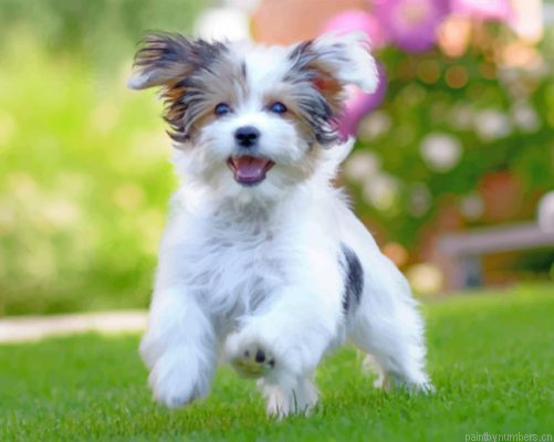 Havanese Puppy Painting By Numbers.png