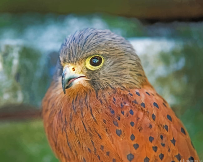 Hawk Bird Falcons Painting By Numberss.png