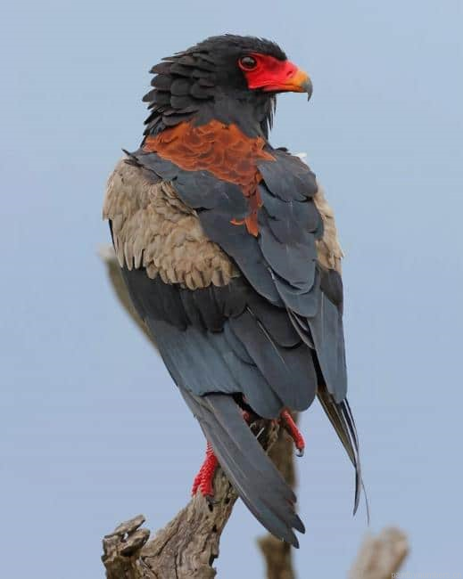 Hawk Bird Painting By Numberss.png