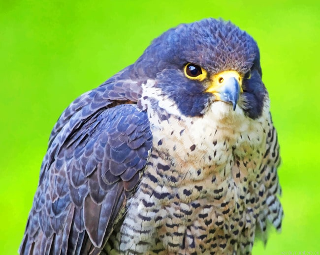 Hawk Bird Species Painting By Numberss.png