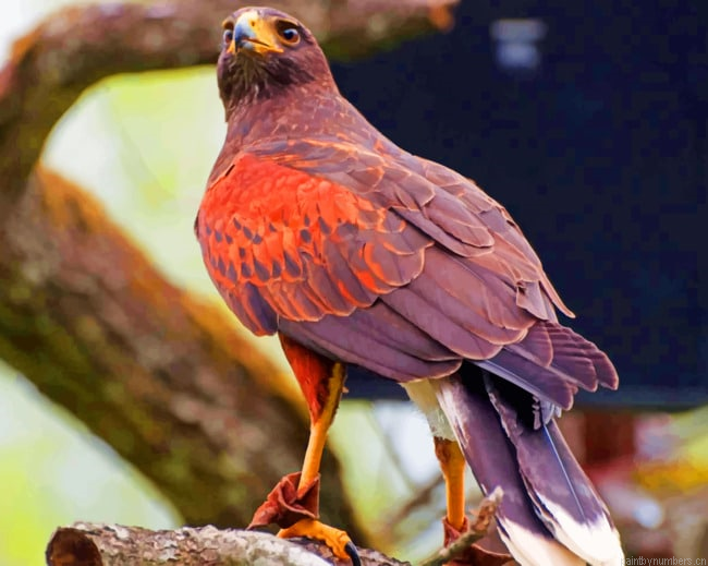 Hawk Predator Bird Species Painting By Numberss.png