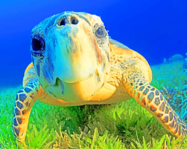 Hawksbill Sea Turtle Painting By Numberss.png