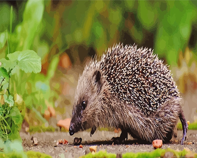 Hedgehog Animals Painting By Numberss.png
