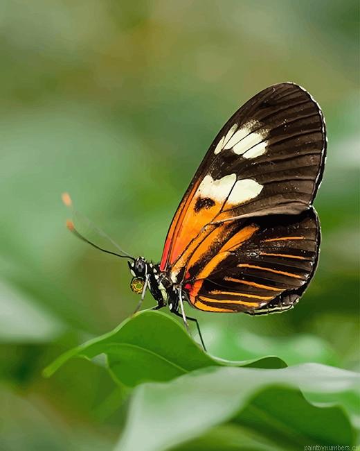 Heliconius Butterfly Insects Painting By Numberss.png