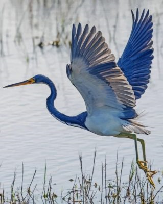 Heron Flying Painting By Numbers.png