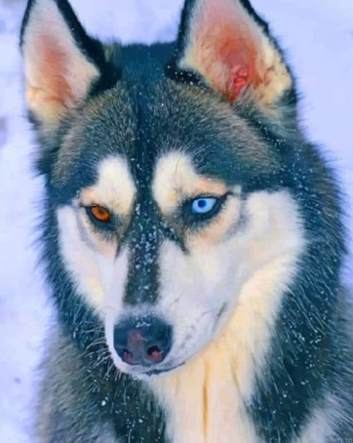 Heterochromia Husky Animals Painting By Numbers.png