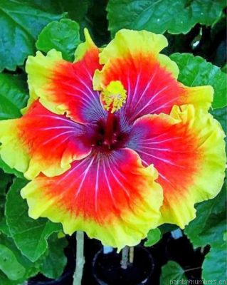 Hibiscus Flower Painting By Numbers.png