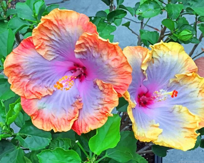 Hibiscus Flowers Painting By Numberss.png