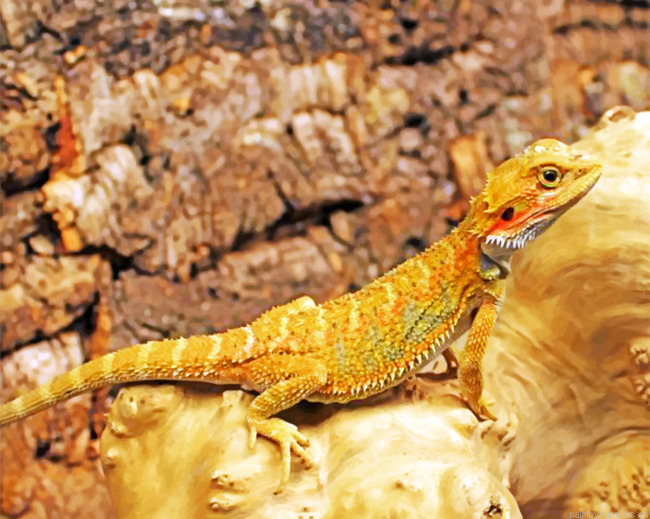 High Red Bearded Dragon Painting By Numbers.png