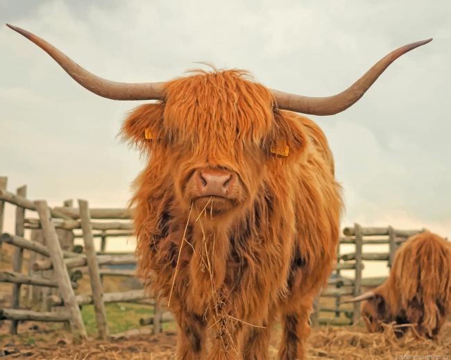 Highland Cattle Animals Painting By Numberss.png