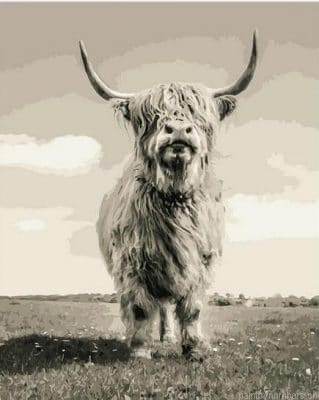 Highland Cattle Painting By Numberss.png
