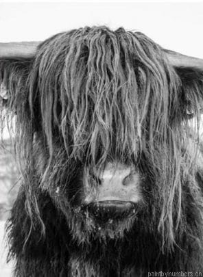 Highland Cow Face Painting By Numberss.png