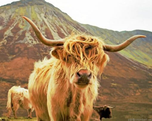 Highland Cow Gazing Painting By Numberss.png