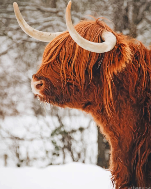 Highland Cow In Snow Animals Painting By Numberss.png