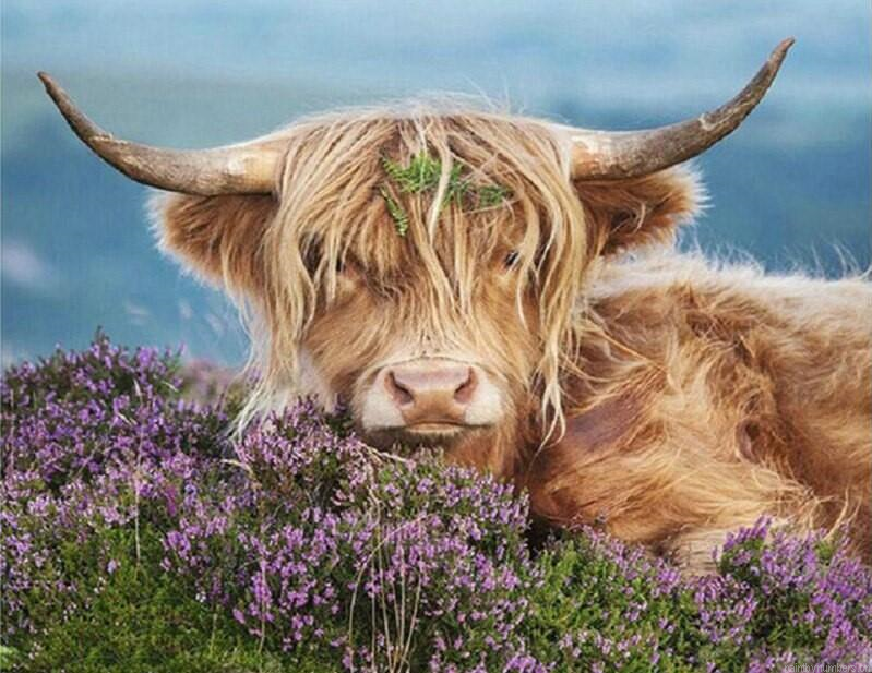 Highland Cow In The Heather Animals Painting By Numbers.png