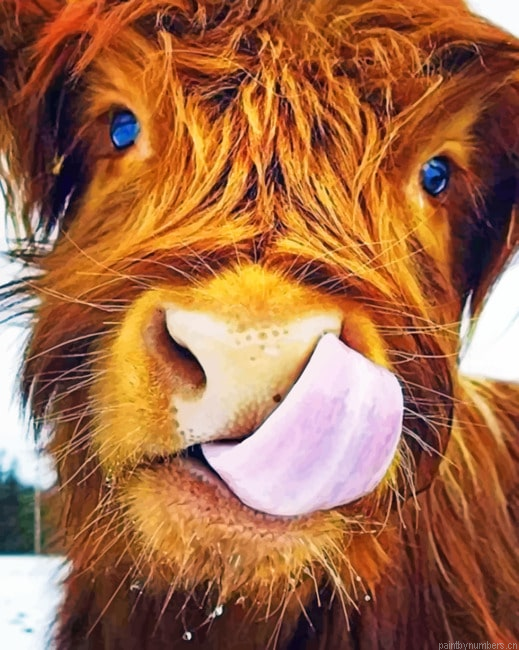 Highland Cow Painting By Numberss.png