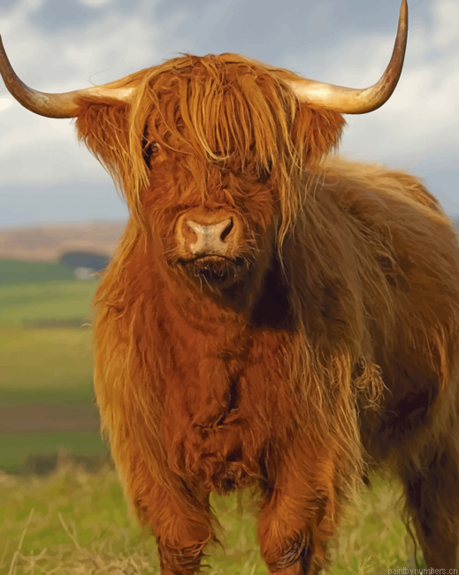 Highlander Cow Animals Painting By Numberss.png