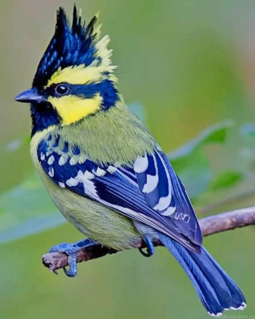 Himalayan Black Lored Tit Newbirdspainting By Numberss.png