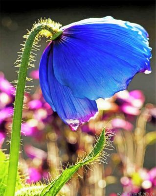 Himalayan Blue Poppy Painting By Numbers.png