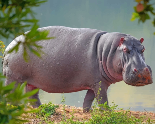 Hippopotamus Animal Painting By Numbers.png