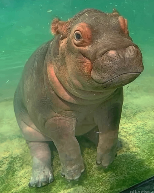 Hippopotamus Painting By Numbers.png