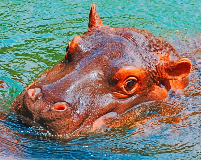 Hippos Head Animals Painting By Numbers.png