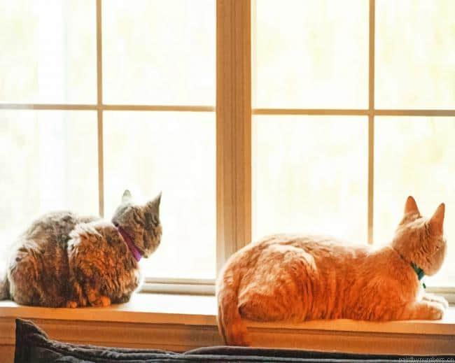Home Cats Sitting On Window Animals Painting By Numberss.png