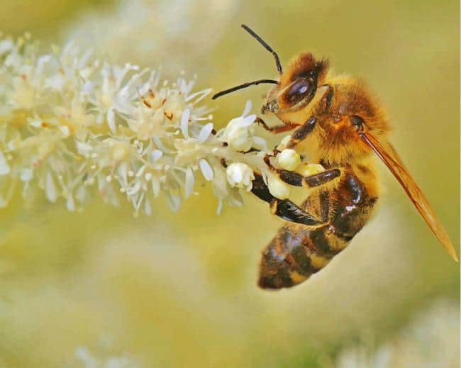 Honey Bee Insect Painting By Numberss.png