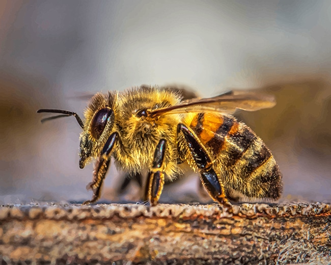 Honey Bee Insects Painting By Numbers.png