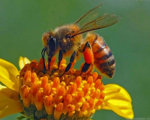 Honey Bee On Flower Painting By Numbers.png
