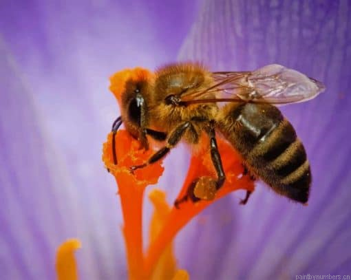 Honey Bee Purple Flower Painting By Numbers.png
