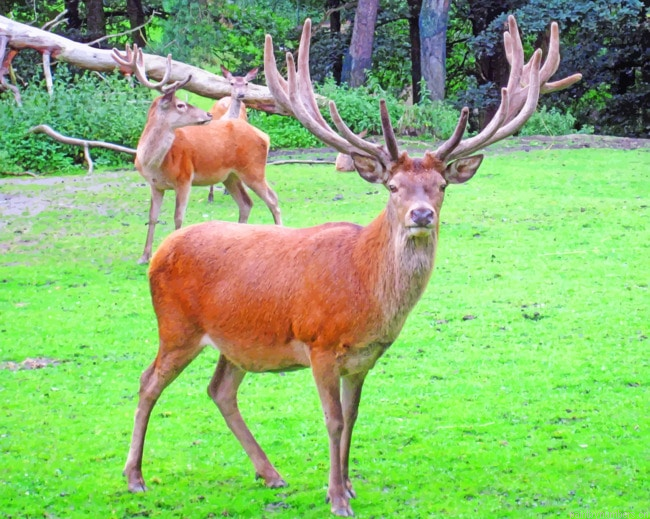 Horn Deer Animals Painting By Numberss.png