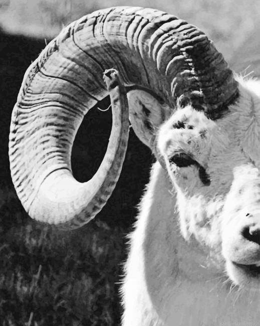 Horne Sheep Black And White Animals Painting By Numberss.png