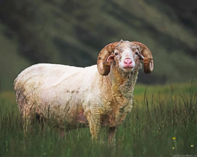 Horned Sheep Animals Painting By Numberss.png