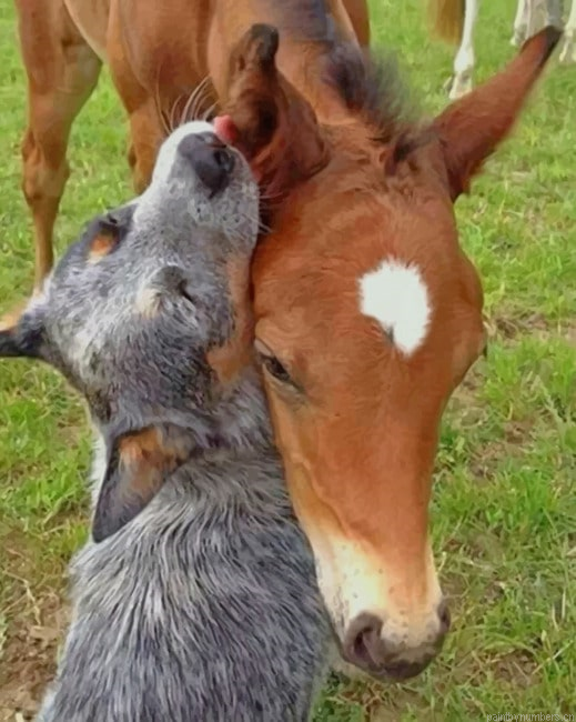Horse And Dog Animals Painting By Numberss.png