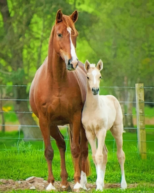 Horse And Foal Animals Painting By Numberss.png