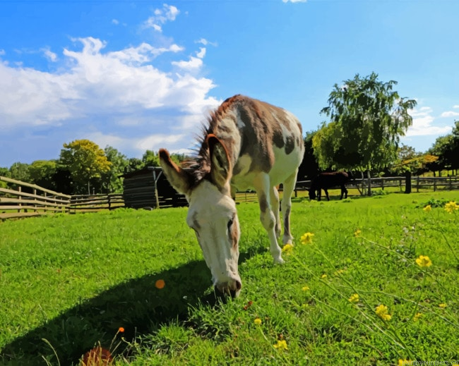 Horse Eating Grass Animals Painting By Numberss.png