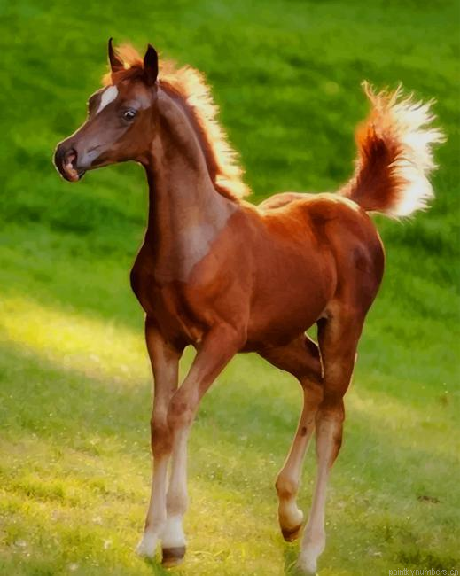 Horse Foal Animals Painting By Numberss.png