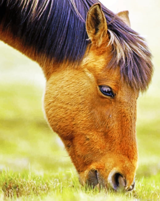 Horse Grazing Grass Animals Painting By Numberss.png
