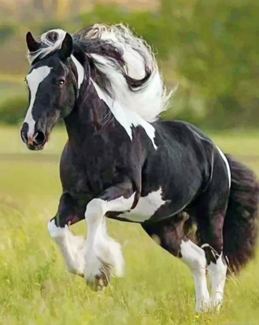 Horse Running Animals Painting By Numbers.png