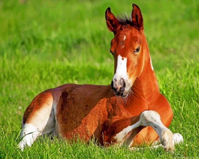 Horse Stallion In Grass Animals Painting By Numberss.png