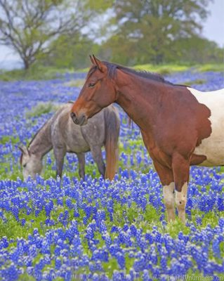 Horses And Bluebonnets Painting By Numbers.png