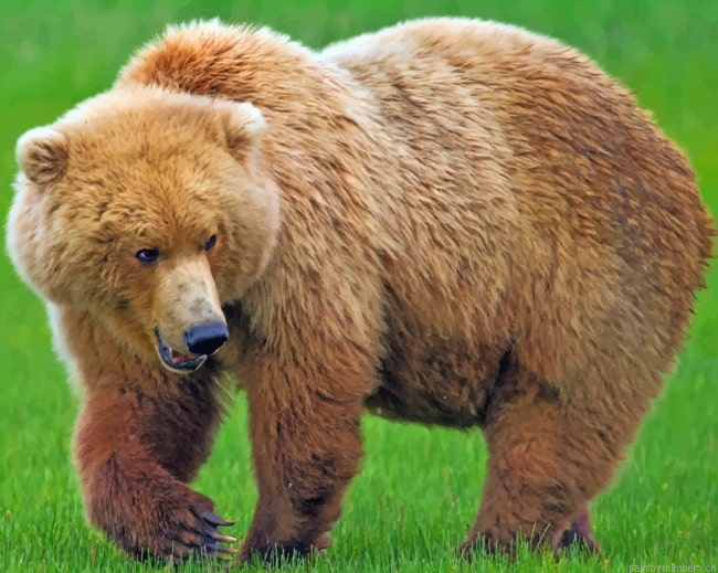 Huge Brown Bear Animals Painting By Numberss.png