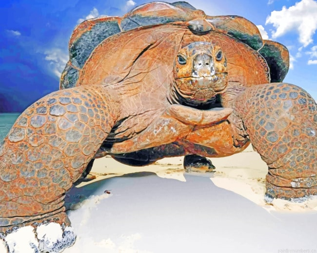 Huge Island Turtle Animals Painting By Numberss.png