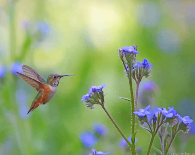 Humming Bird Near Flowers Painting By Numberss.png